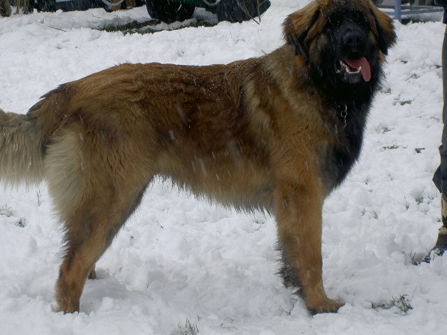 Nepi in his first snow