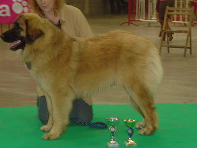 Jugendsieger, Bester Junghund -  Antwerpen (B)